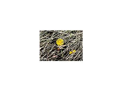 Photo Small Coltsfoot 2 Flower