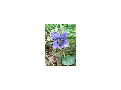 Photo Small Common Dog Violet 2 Flower