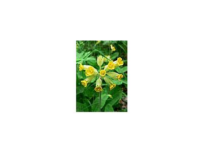 Photo Small Cowslip Flower