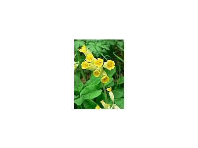 Photo Small Cowslip 2 Flower