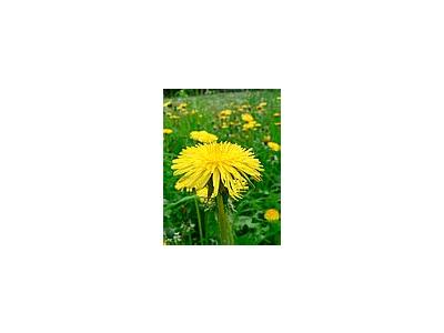 Photo Small Dandelion 2 Flower