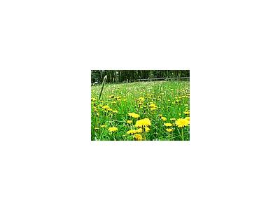 Photo Small Dandelion Field Flower