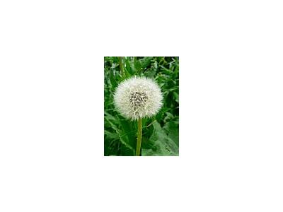 Photo Small Dandelion Seed Flower