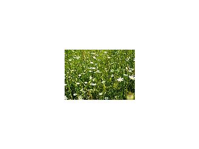 Photo Small Field Of White Daisys Flower