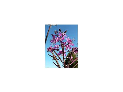 Photo Small Fireweed Flower