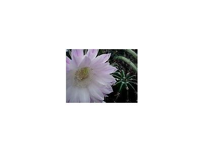Photo Small Flowering Cactus Flower