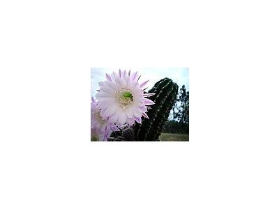 Photo Small Flowering Cactus 2 Flower