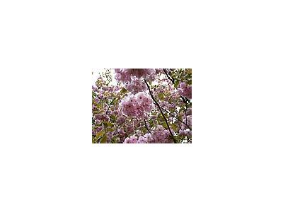 Photo Small Flowering Tree Flower