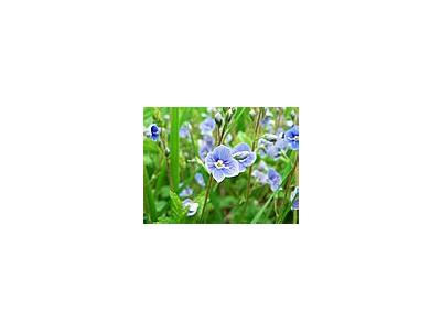 Photo Small Germander Speedwell Flower