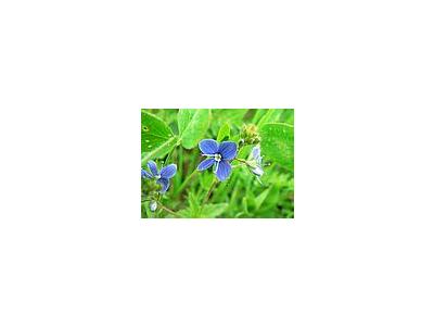 Photo Small Germander Speedwell 2 Flower