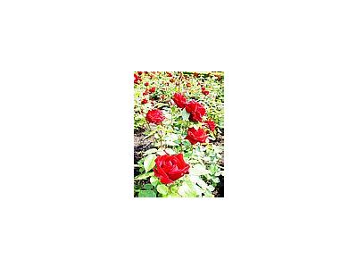 Photo Small Ingrid Bergman Roses Red Flower