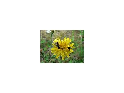 Photo Small Insects On Yellow Flower Flower