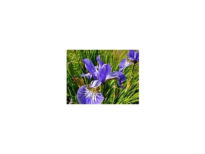 Photo Small Iris Blue Flower