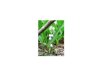 Photo Small Lily Of The Valley Flower