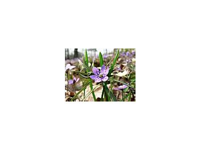 Photo Small Liverleaf Flower