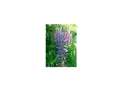 Photo Small Lupine Blue Flower