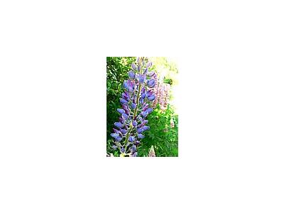 Photo Small Lupine Blue 2 Flower