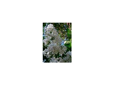 Photo Small Lupine White Flower