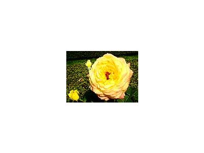 Photo Small Peer Gynt Roses Yellow Flower