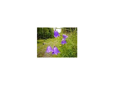 Photo Small Purple Bells Flower