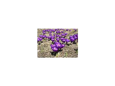Photo Small Purple Crocus Flower