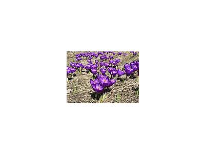 Photo Small Purple Crocus Flower