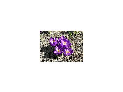 Photo Small Purple Crocus 2 Flower