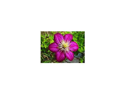 Photo Small Purple Flower Flower