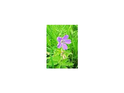 Photo Small Purple Wild Flower Flower