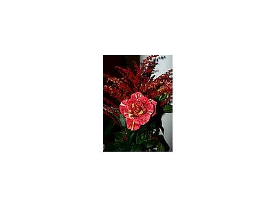 Photo Small Red Bouquet Flower