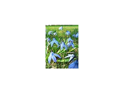 Photo Small Siberian Squill Flower