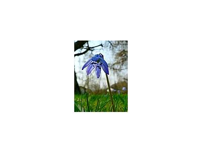 Photo Small Siberian Squill 2 Flower