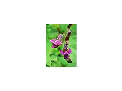 Photo Small Spring Vetchling Flower