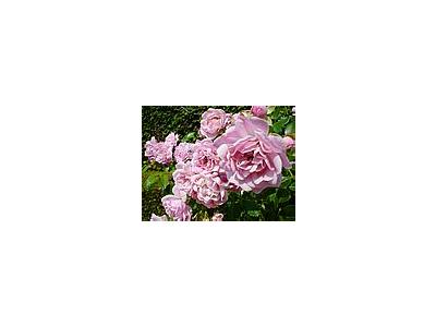 Photo Small The Queen Of Sweden Roses Pink Flower