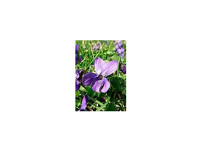 Photo Small Violet Flower