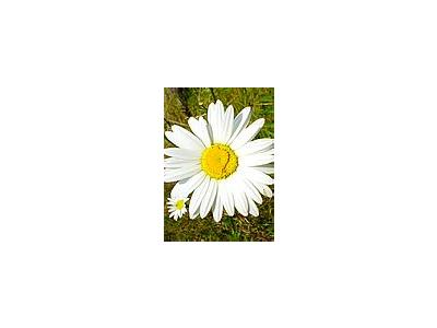 Photo Small White Daisy Flower