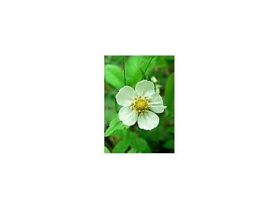 Photo Small Wild Strawberry Flower Flower