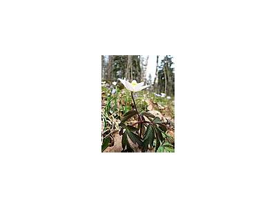 Photo Small Wood Anemone Flower