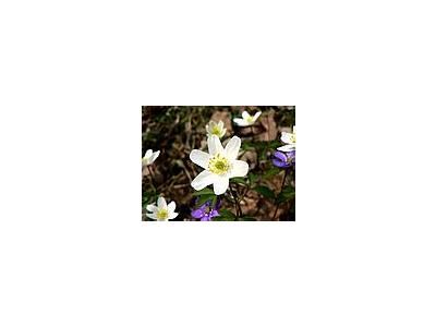 Photo Small Wood Anemone 2 Flower