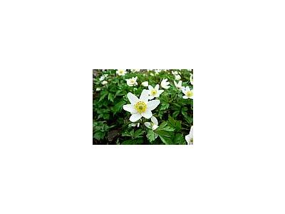 Photo Small Wood Anemone 3 Flower