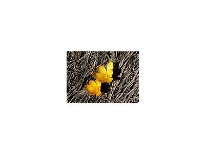 Photo Small Yellow Crocus Flower