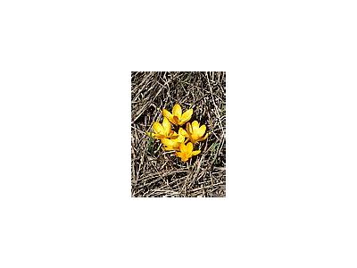 Photo Small Yellow Crocus 2 Flower