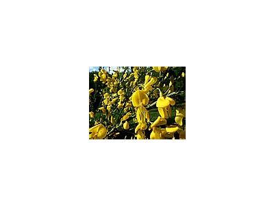 Photo Small Yellow Garden Flowers Flower