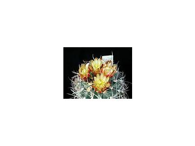 Photo Small Cactus 1 Flower