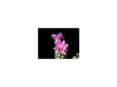 Photo Small Cactus 11 Flower