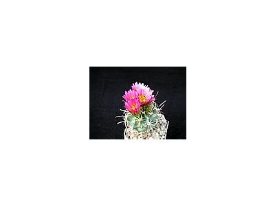 Photo Small Cactus 12 Flower