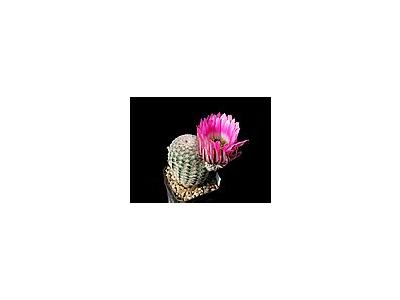Photo Small Cactus 22 Flower