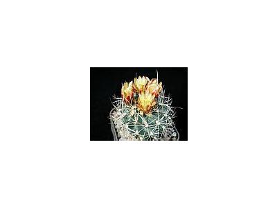 Photo Small Cactus 3 Flower