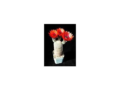 Photo Small Cactus 30 Flower