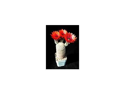 Photo Small Cactus 30 Flower